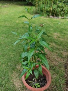 2 seedlings Serpentina Live Plant Rooted w/o Pot