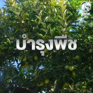 ฮิวมิกส้ม ชนิดผงผสมน้ำ ใช้รองพื้น รองก้นหลุม ราดรด ฉีดพ่น ช่วยฟื้นฟูระบบราก เพิ่มการแตกราก ใบเขียวเข้ม ติดดอกผลดีขึ้น แก้ปัญหาดินพัง ละลายน้ำ100% ทาร์โบฮิวมิก ขนาด 1 กิโลกรัม