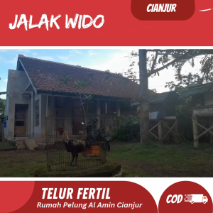 Telur Ayam Pelung Bulu Jalak Master Untuk Ditetaskan Fertil