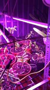 [HCM] Đèn LED Trồng Hoa Lan trong nhà 30w kích thích tăng trưởng cho hoa và vượt qua mùa đông lạnh. Đèn có ánh sáng quang phổ màu tím hồng nên giúp cây hoa và rau phát triển nhanh hơn