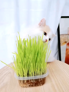 Pet Grass Cat Grass Wheat Grass Set - Self Grow Kit / Rumput Kucing