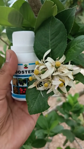 Booster 76 500ml–Organic Fertilizer for Plantations Strong Flowering Heavy Fruiting for Large Farm..