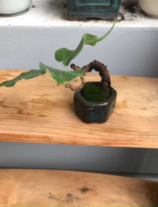 Bonsai Mini Bồ Đề – Dáng Đẹp Lá Xanh Mang Ý Nghĩa Bình An