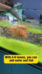 YEE Aquarium Plant Seed Waterseed For Aquarium Plant For Fish Tank Easy To Plant With No CO2 High Germination Rate
