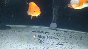 Batu Aerator Aquarium Bulat Untuk Gelembung Udara Kolam Air Stone Aerasi Aquascape Mini Kecil Bundar Hiasan Untuk Akuarium Airator