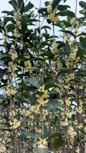 Cây giống mộc hương ta hoa vàng- cây ươm bầu rễ phát triển ổn định
