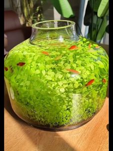 ดินปลูกไม้น้ำ เมล็ดหญ้าน้ำ  ดินใส่ตู้ปลา น้ำไม่ดำ​ ดินไม่แตก ปลอดภัย ดินอุดมสมบูรณ์ น้ำหนัก 300 กรัม ดินปลูกต้นไม้น้ำ ดินปลูกต้นไม้ในน้ํา - Lazada