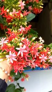 Termurah Bibit Bunga Melati Belanda Wangi - Melati Holland Wangi