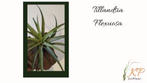 【Limited Stock】Tillandisa Flexuosa with woods / 空气草- 旋风木柄凤 /空气凤梨- 旋风木柄凤