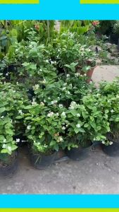 Hoa Nhài Ta (Lài Ta) cực đẹp thu hút ánh nhìn cao 45cm | Lỗi 1 đổi 1 trắng tinh khiết trang trí nhà cửa sân vườn