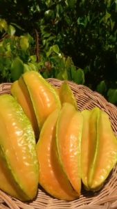 Bibit Belimbing Atau Blimbing Madu Jumbo 70Cm Hasil Okulasi