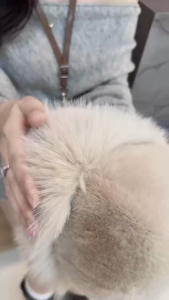 Mũ Lông Da Beo Thời Trang Nữ Giữ Ấm Mùa Đông Chống Gió Lót Lông Dày Mềm Mại Phong Cách Sang Trọng Cao Cấp Cho Mọi Người