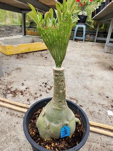 Adenium Kemboja Bonsai ID 999/超级红财神/富贵花