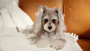 HICC PET Eye Balm for Dogs & Cats Vet-Recommended Dog Eye Infection Treatment Gently Remove Tear Stain Debris Discharge Crust - Hypoallergenic Pet Eye Cream Cleaner for Wrinkle Face - 6g/15g