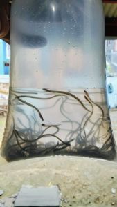 plastik es batu isi anakan ikan sidat glass eel 50 e