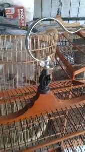 GANTUNGAN SANGKAR BURUNG CENLUNG BESAR CANTOLAN KANDANG ORIQ EBOD JAYA TERLARIS DAN TERMURAH