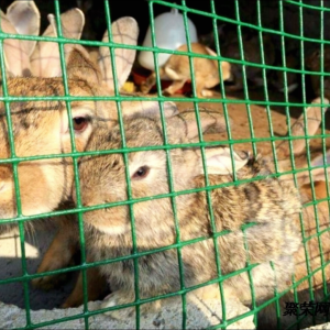 (ลวดตาข่ายเหล็กชุบพีวีซี ยกม้วน 30 มม. สีเขียว-ขาว ดำ ตา1นิ้ว สูง 90-120 ซม. PVC ตาข่ายเหล็ก ตาข่ายลวดล้อมไก่)