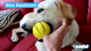 Natural Rubber Pet Dog Toys Dog Chew Toys Tooth Cleaning Treat Ball Extra-tough Interactive Elasticity Ball5cm for Pet Products