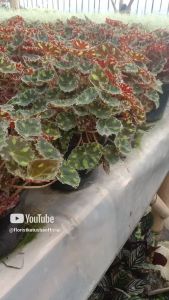 tanaman hias begonia hybrida tiger kitten