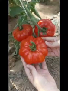 Benih Tomato Rosso Sicily (30 seede)/马蹄番茄籽/Tomato Rosso Sicilian Seeds