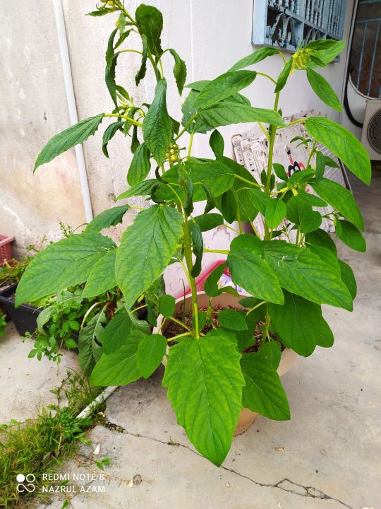 sesame seeds for planting Lazada