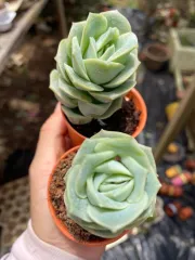 Echeveria 'Claudia' Rose Succulent 克罗地亚玫瑰多肉植物| Lazada