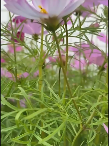 Hạt giống hoa cúc sao nháy hoa màu đỏ - 200 hạt/gói