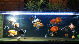 HULX SUPER RED chính hãng - Thức ăn cao cấp cho cá vàng: Thúc đẩy tăng trưởng và hoàn thiện màu sắc chiết tiết trên từng vảy  bổ sung giàu vitamin