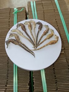 10 con hải mã nhỏ khô 7cm