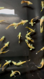 24K Gold SB Guppy short body vietnam line pure breed