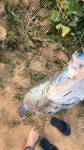 กระดี่ ทรงยาว กระดี่เหล็ก เหยื่อตกปลากระพง เหยื่อตกปลานิล เหยื่อตกปลาทะเล กระดี่ไก่ชน