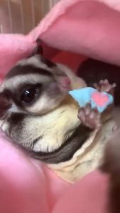 Sugar Glider/Small Animal Pet Snacks/Marshmallow Treats