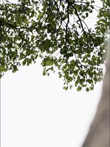 กาต้มน้ำพับได้ MOBI GARDEN พับเก็บได้สะดวก