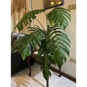 Dragon Tail Plant Cuttings 3 Nodes Fresh Cuttings Epipremnum Pinnatum  Easy to Grow Indoor Outdoor Plant  Deal for 5 pcs