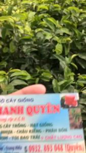 CÂY GIỐNG MÃNG CẦU XIÊM THÁI hay còn gọi MÃNG CẦU GAI cây lớn cao 1m đến 1m5(cây ghép bo)