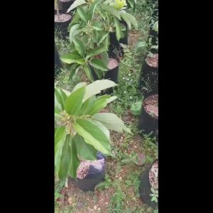 Bibit Alpukat Sab 034 Super Cepat Berbuah