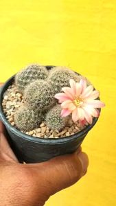 ต้นกระบองเพชร แคสตัส รีบูเทียคาร์นิวัล Rebutia carnival (ดอกสีชมพู) #cactus #เมล็ดพันธุ์พืช #กระถาง