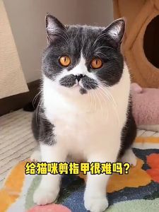 Pet Nail Clipper Dog Round Hole Nail Cutter Totoro Styling Anti Bleeding Cat Nail Clipper with Silicon Handle