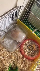 Hamster Panoramic Bathroom See Through Transparent Sand Bath Anti Splash Toilet (S M L)