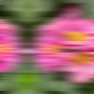 (6 pcs) Pot Bunga DINDING ANGGREK NKT RUSA / Pot Tempel / Pot Dinding / Pot Anggrek / Pot Tanduk Rusa / Pot Platycerium/ POT Anggrek murah