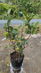 Cây giống Ổi Nữ Hoàng [ SIZE TO CÓ SẴN TRÁI] - Cây Rễ Khỏe -  Cây Trồng Chậu – Cây Giống Vân Anh