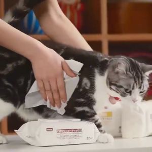 BABYPET Kojima Pet wipes ทิชชู่เปียก กระดาษเปียกสำหรับสัตว์เลี้ยง 80แผ่น 100แผ่น