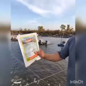 Khỏi đứt điểm bệnh Phân Trắng trên Tôm sau 5-7 ngày. Chế phẩm sinh học thảo dược SPECIL. 100% từ Thiên Nhiên. Nuôi tôm bền vững không cần Kháng Sinh