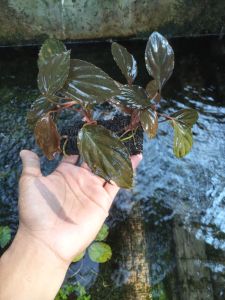 Anubias Sp Red Tanaman Aquascape