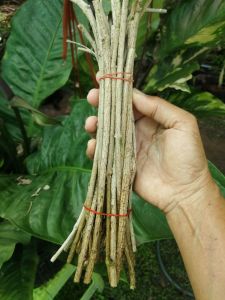 ต้นขจร ดอกสลิด​  (1ชุด​ 2​ ต้น)​ ต้นชำมีรากแล้วพร้อมปลูก​ หรือ แบบตัดกิ่งสดทาน้ำยาเร่งรากให้ แล้วนำไปปักชำเอง 1ชุด 20 กิ่ง