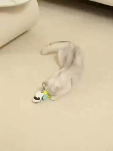 Mainan Kucing Bentuk Pesawat / Mainan Kucing Pet Joy Infrared / Mainan Hewan Interaktif Premium