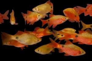 Hiasan Aquarium Rosy Barb isi 10 + Siap kirim aman