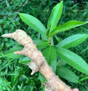 1Kg Củ Cát Lồi (Củ Mía Dò)