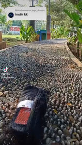 E I G E R1989!!! ORIGINAL 100% Sandal Jepit Gunung Terbaru 2024 Sandal Advanture New Trendy Sendal Hiking Kinkajou - Sandal Pria / Cowok Termurah Murah Lebayy