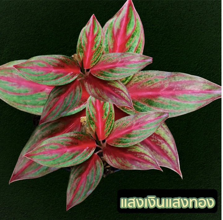 ต้นแสงเงินแสงทอง อโกลนีมา Aglaonema แก้วกาญจนา ไม้ประดับ ไม้มงคล ...